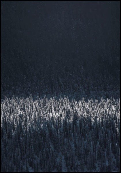 Schwarze Kiefern | Plakatbrett
