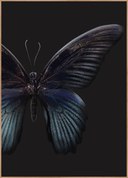 Schwarzer Schmetterling | Plakatbrett