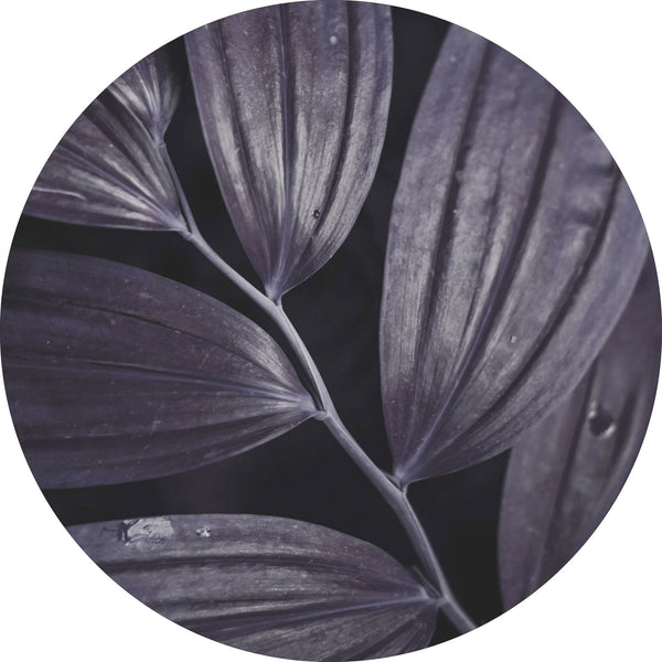 Dunkle Pflanze 3 | CIRCLE ART