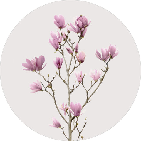 Magnolie 2 | CIRCLE ART