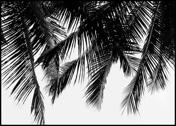Schwarze Palmen | POSTERBAND