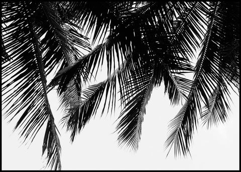 Schwarze Palmen | POSTERBAND