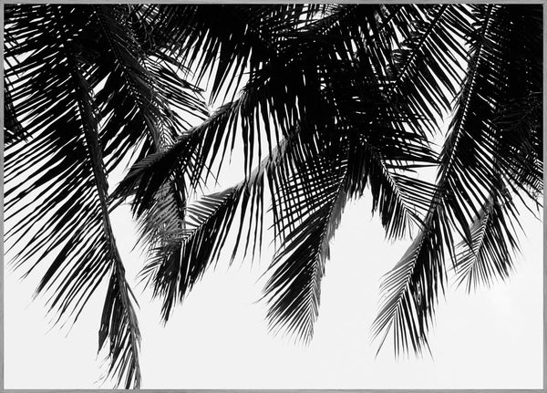 Schwarze Palmen | POSTERBAND