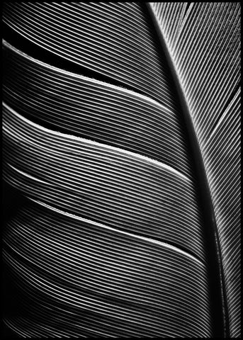 Schwarze Feder | POSTERBAND