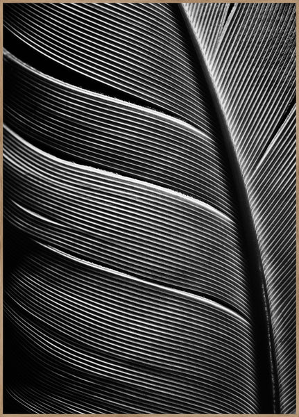 Schwarze Feder | POSTERBAND