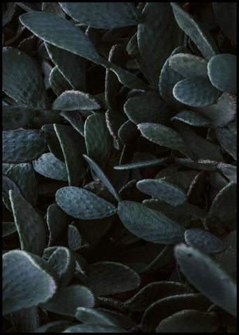 Kaktushimmel | POSTERBAND