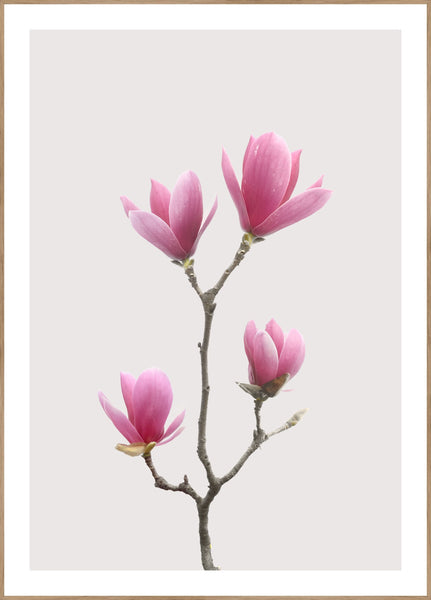 Magnolia 1 | Plakatbrett