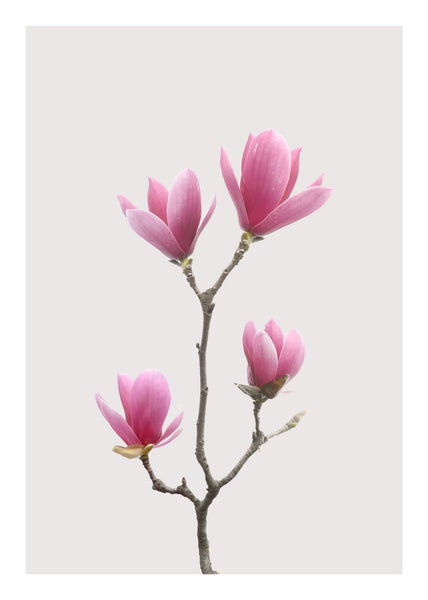 Magnolia 1 | Plakatbrett