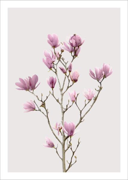 Magnolie 2 | POSTER