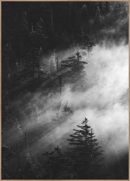 Misty Pine Woods | Plakatbrett