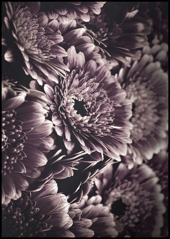 Opulent 4 | POSTERBAND