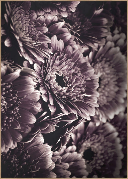 Opulent 4 | POSTERBAND