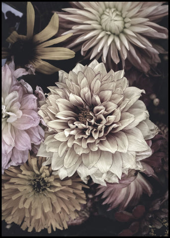 Opulent 5 | POSTERBAND