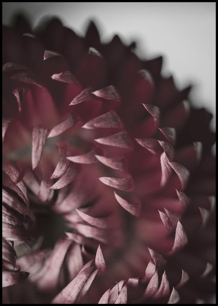 Opulent 7 | Plakatbrett