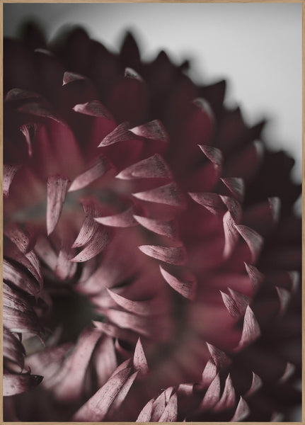 Opulent 7 | Plakatbrett