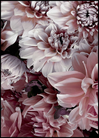 Opulent 8 | POSTERBAND