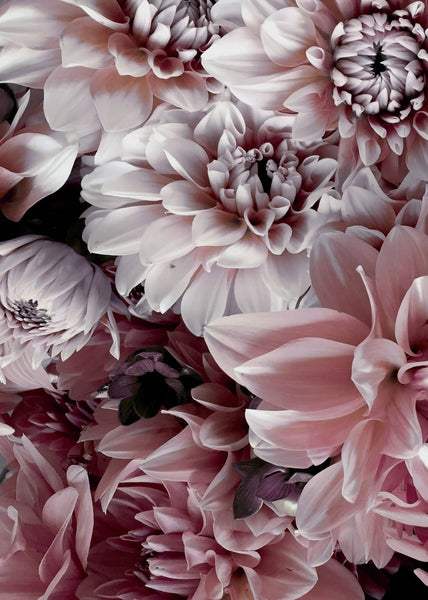 Opulent 8 | POSTERBAND