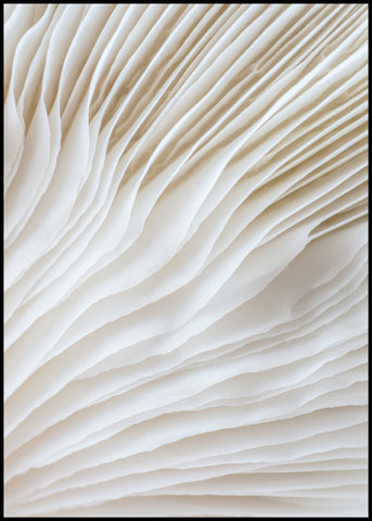 Organische Linien 2 | POSTERBAND