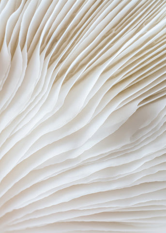 Organische Linien 2 | POSTER