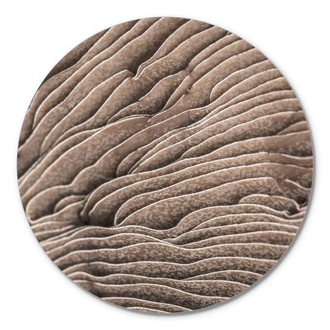 Organische Linien 3 | CIRCLE ART