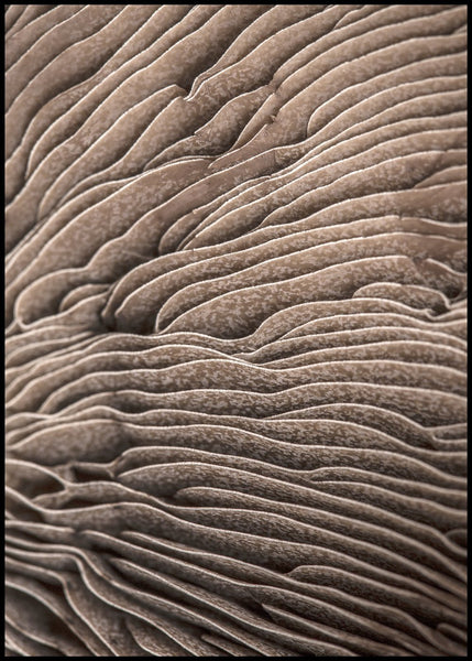 Organische Linien 3 | Plakatbrett