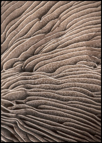 Organische Linien 3 | Plakatbrett