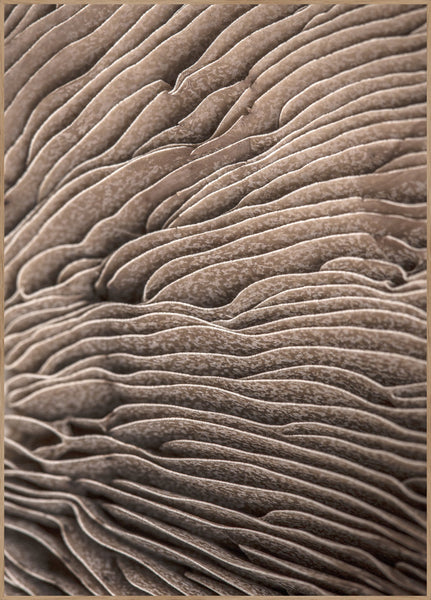 Organische Linien 3 | Plakatbrett