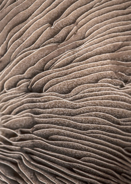 Organische Linien 3 | POSTER