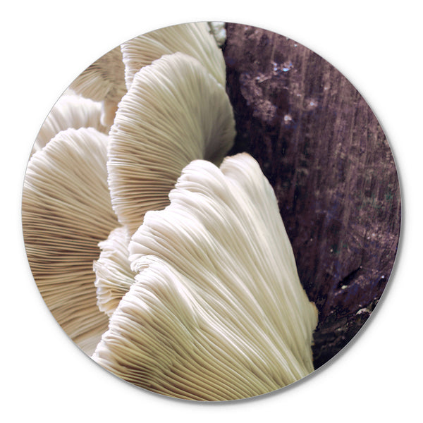 Organische Linien 4 | CIRCLE ART