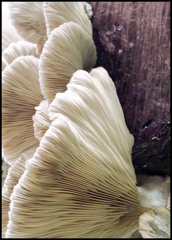 Organische Linien 4 | POSTERBAND