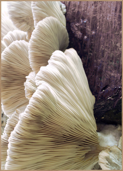 Organische Linien 4 | POSTERBAND