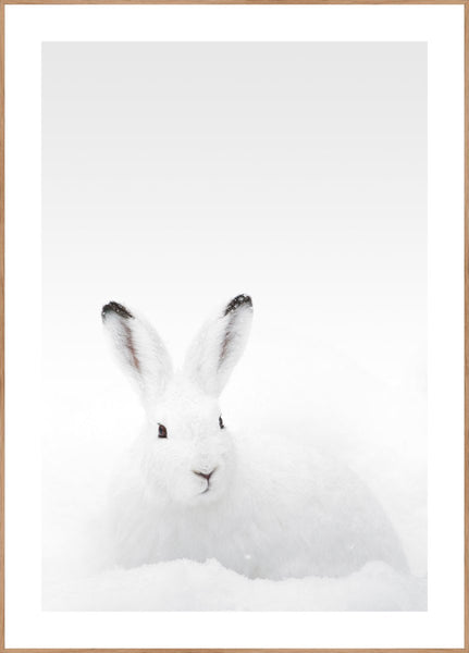 Weißes Kaninchen | POSTERBAND