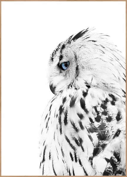 Weiße Eule | POSTERBAND