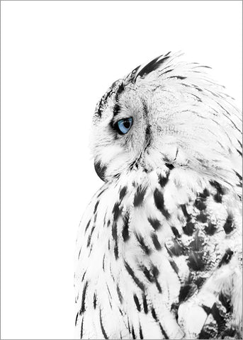 Weiße Eule | POSTER