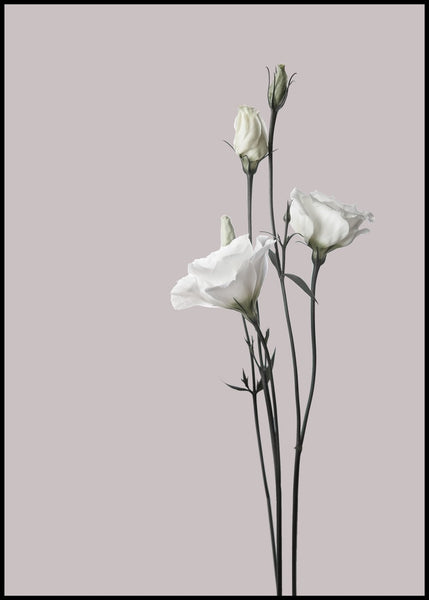 Blume2 | Plakatbrett