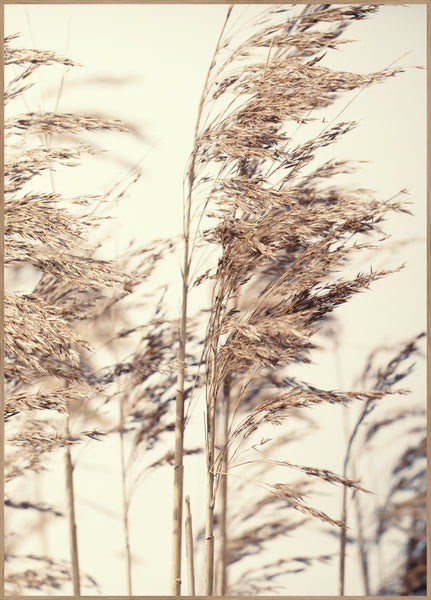 Reed 1 | Plakatbrett