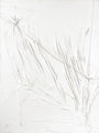 Rohe Essenz | UNIKA-BILD 90x120
