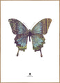 Schmetterling | POSTERBAND