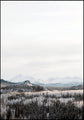 Wald | POSTERBAND