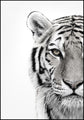 Weißer Tiger | Plakatbrett
