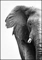 Weißer Elefant | Plakatbrett