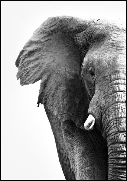 Weißer Elefant | Plakatbrett