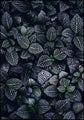 Mondblumen | Plakatbrett