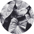 Blatt von Grau | CIRCLE ART