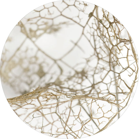 Blattskelett | CIRCLE ART