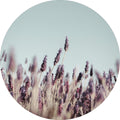 Field Haze | CIRCLE ART