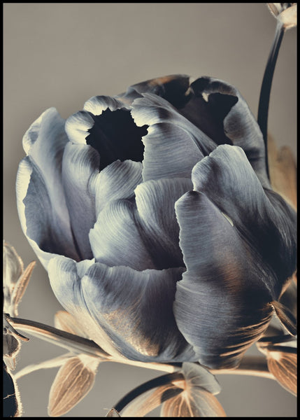 Baroque 3 | Poster
