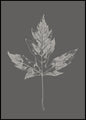Botanica-5 | POSTERBAND