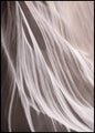 Antilope 3 | POSTERBAND