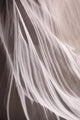 Antilope 3 | POSTER